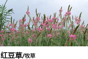 红豆草种子