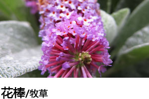 花棒种子