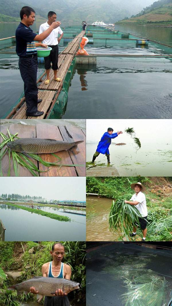 养鱼牧草品种