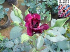 杂种香水月季