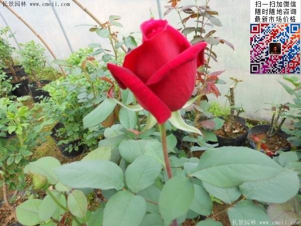 月季花 月季花