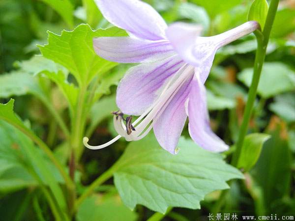紫玉簪花