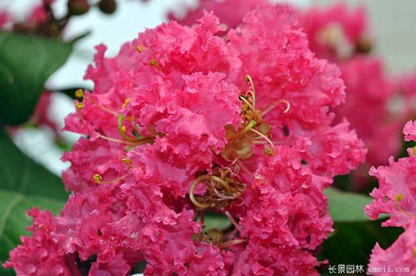 红色紫薇花图片