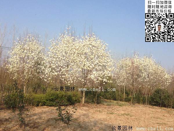 9公分10公分白玉兰