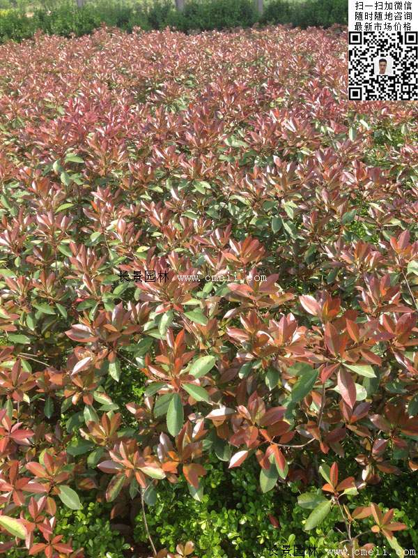 红叶石楠--长景园林
