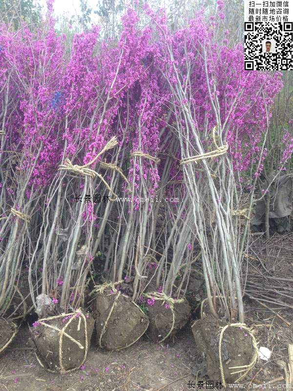 紫荆花 紫荆花