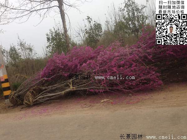 紫荆树 紫荆树