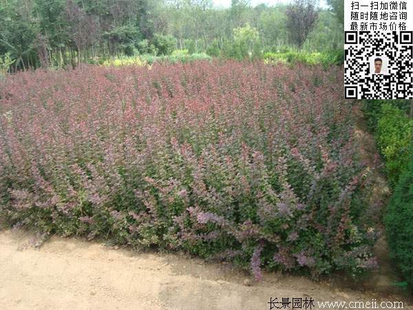 红叶小檗和紫叶小檗的区别