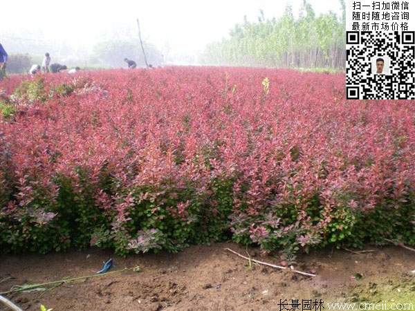 沭阳红叶小檗基地 沭阳红叶小檗基地