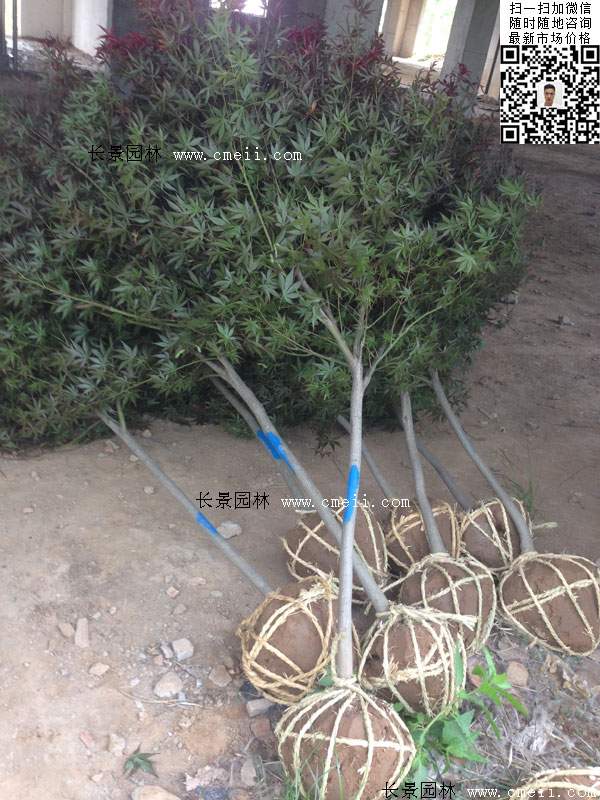 红枫基地里的红枫