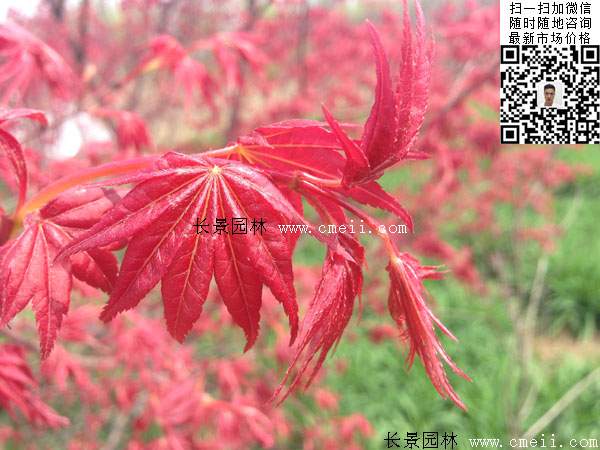 红枫树