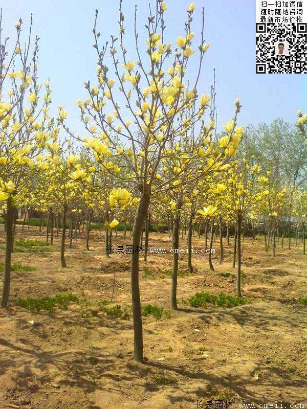 园林乔木植物黄玉兰图片 园林乔木植物黄玉兰图片