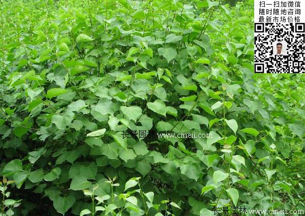 丁香花丁香树 丁香花丁香树