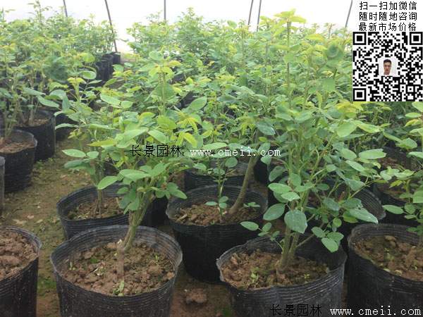 月季花管理栽植