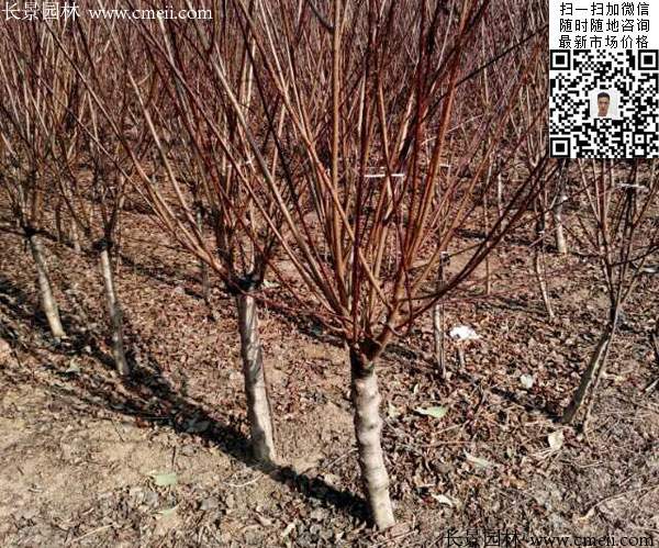 榆叶梅树苗 榆叶梅树苗