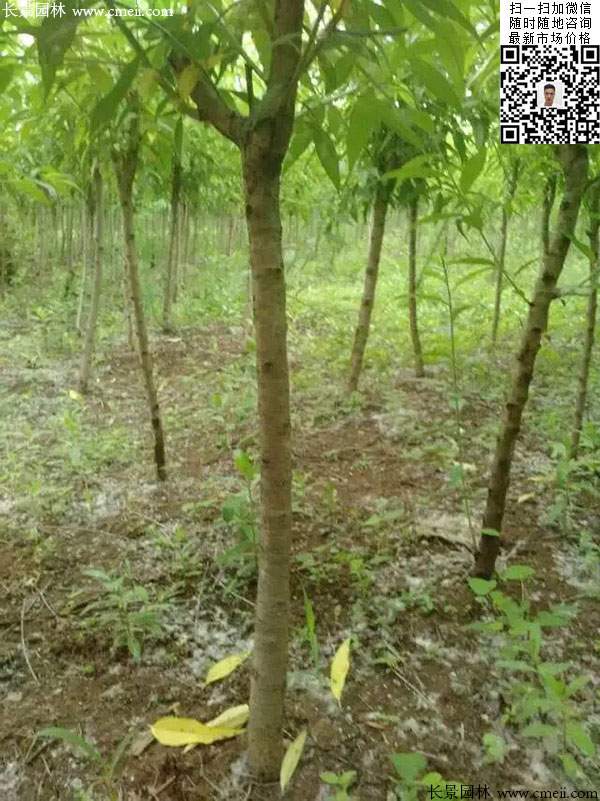 桃树 桃树