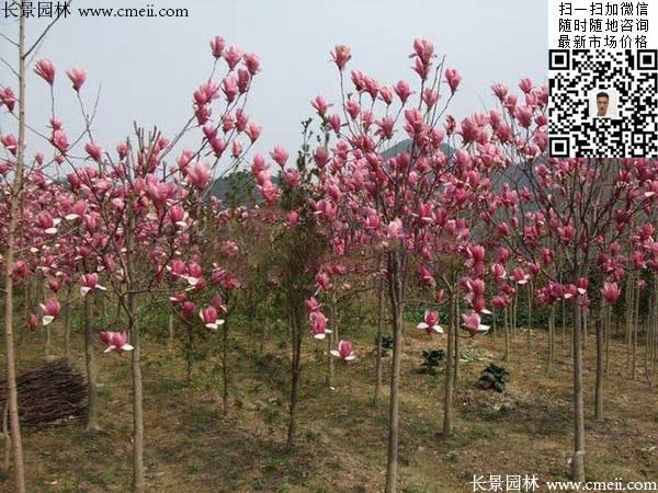 紫玉兰 紫玉兰