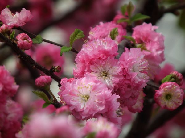 重瓣榆叶梅 重瓣榆叶梅