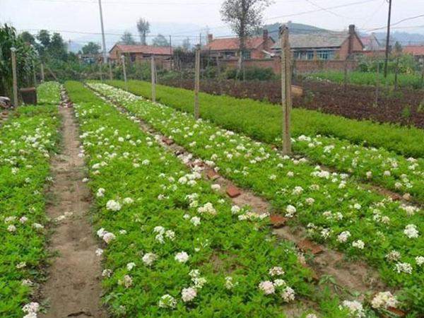 绣球花苗 绣球花苗