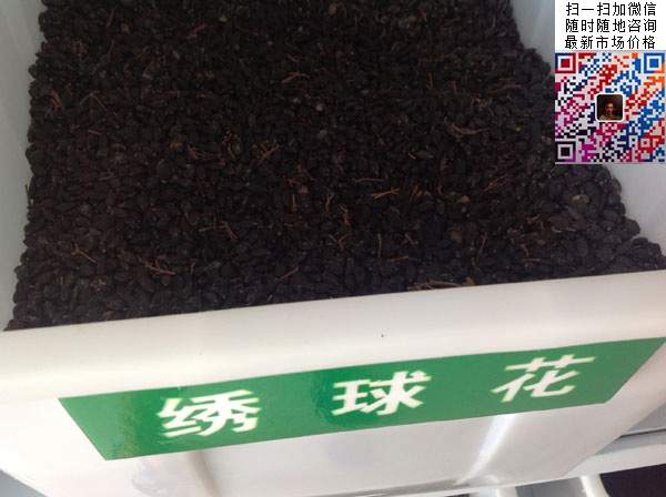 绣球花种子 绣球花种子
