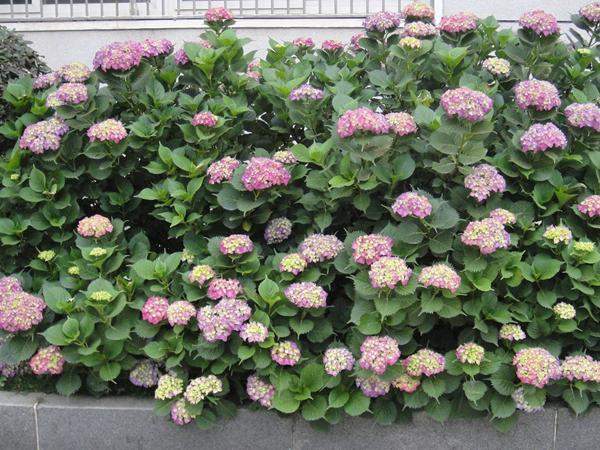 绣球花 绣球花