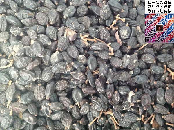 绣球花种子 绣球花种子