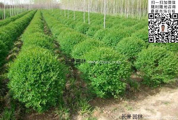 120~150公分小叶女贞球 120~150公分小叶女贞球
