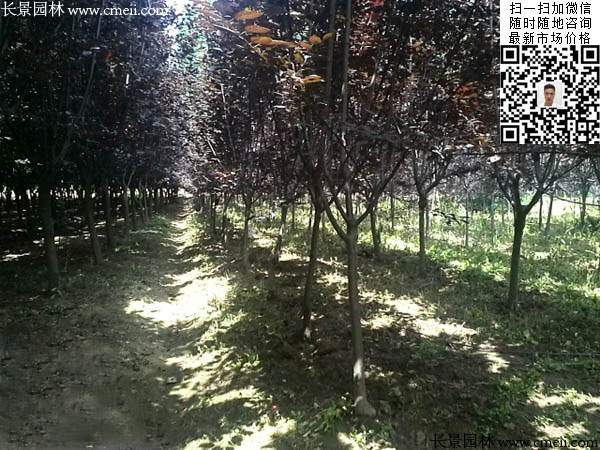 紫叶李 紫叶李