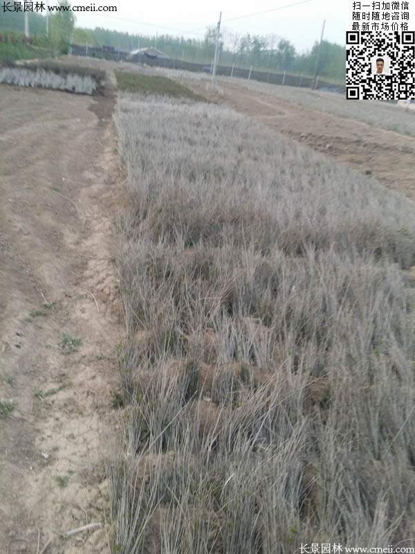 沭阳大型紫穗槐小苗种植基地图片 沭阳大型紫穗槐小苗种植基地图片