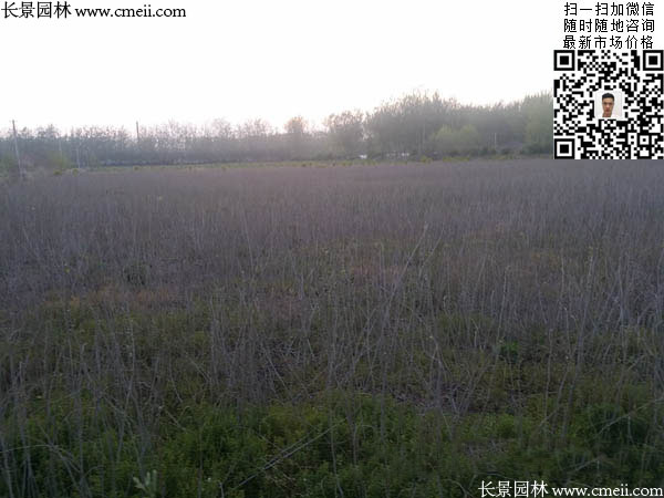 沭阳大型紫穗槐小苗种植基地图片 沭阳大型紫穗槐小苗种植基地图片