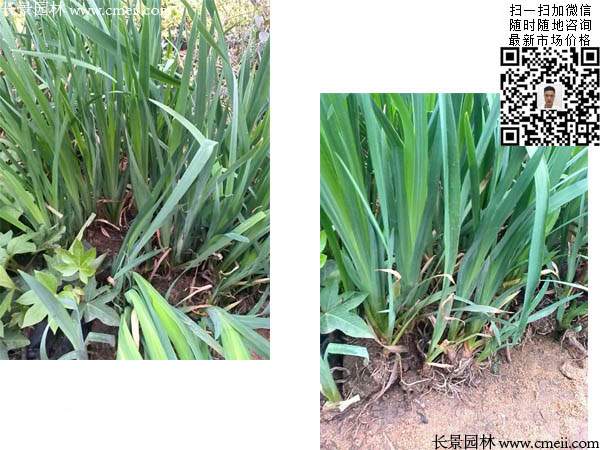 花菖蒲 花菖蒲