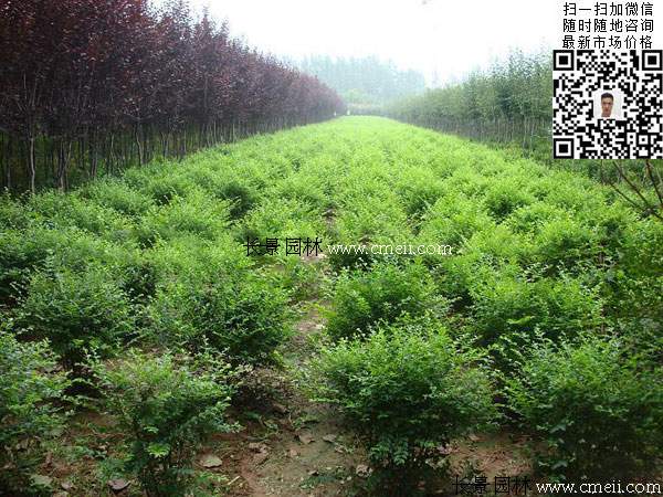 小叶女贞球最新价格_报价信息 小叶女贞球最新价格_报价信息