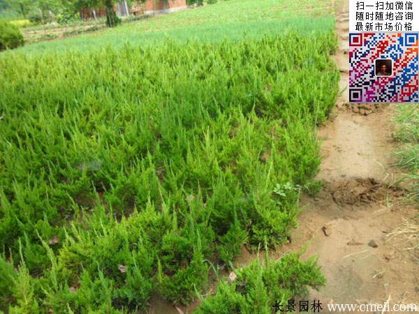 50公分小龙柏小苗 50公分小龙柏小苗