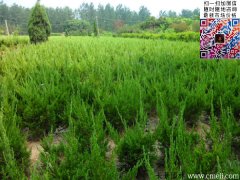 20~30~40~50公分小龙柏价格