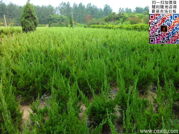 20~30~40~50公分小龙柏 20~30~40~50公分小龙柏