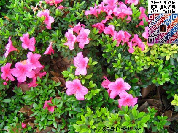 夏鹃 夏鹃