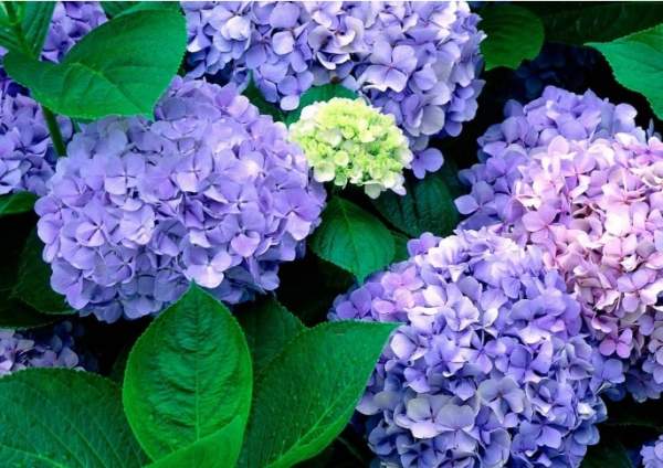 八仙花图片 八仙花图片