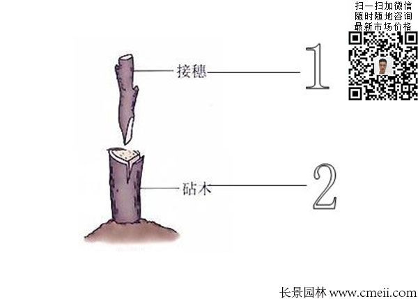 嫁接苗实生苗