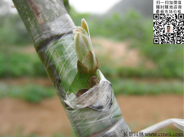 嫁接苗实生苗 嫁接苗实生苗
