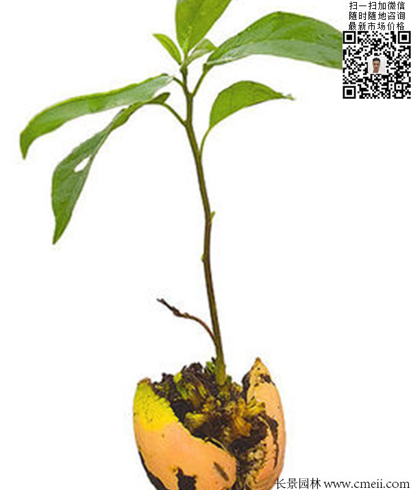 嫁接苗实生苗 嫁接苗实生苗