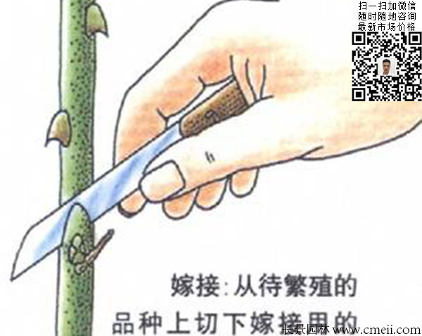 嫁接苗实生苗 嫁接苗实生苗