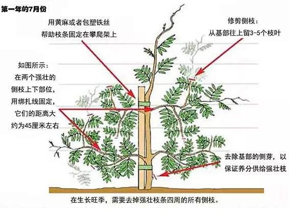 如何修剪紫藤让其长成自己想要的造型