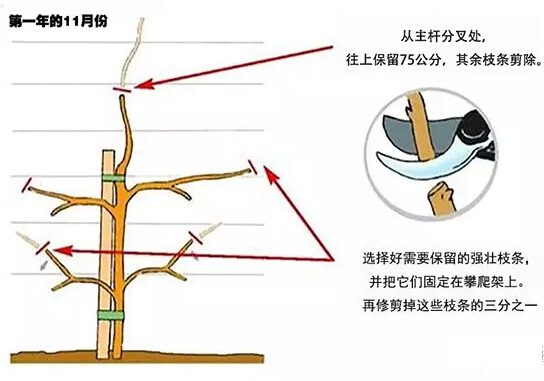 如何修剪紫藤让其长成自己想要的造型