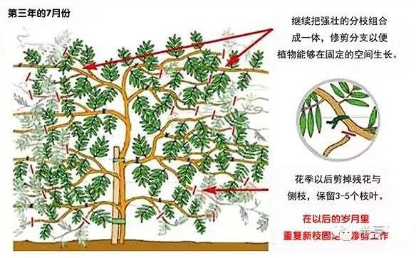 如何修剪紫藤让其长成自己想要的造型