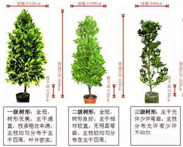 什么样的苗木才算得上是优质苗