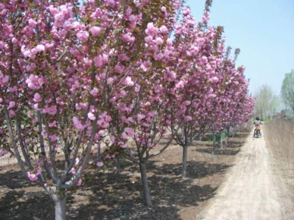 樱花基地低价供应樱花小苗，价格低质量好