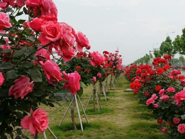 月季树状月季花基地