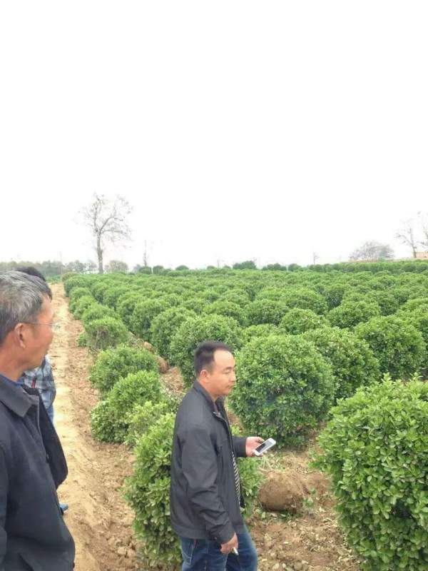 出售冠幅1米大叶黄杨毛球 出售冠幅1米大叶黄杨毛球