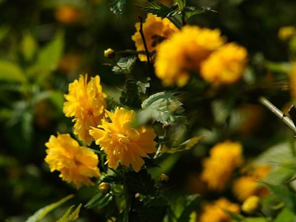 棣棠花的花语是什么?