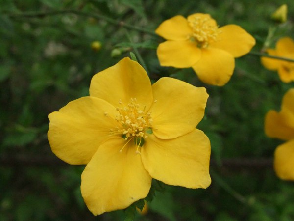 棣棠花的花语是什么?